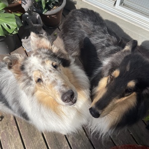 Fundraising Page: Heather Harris